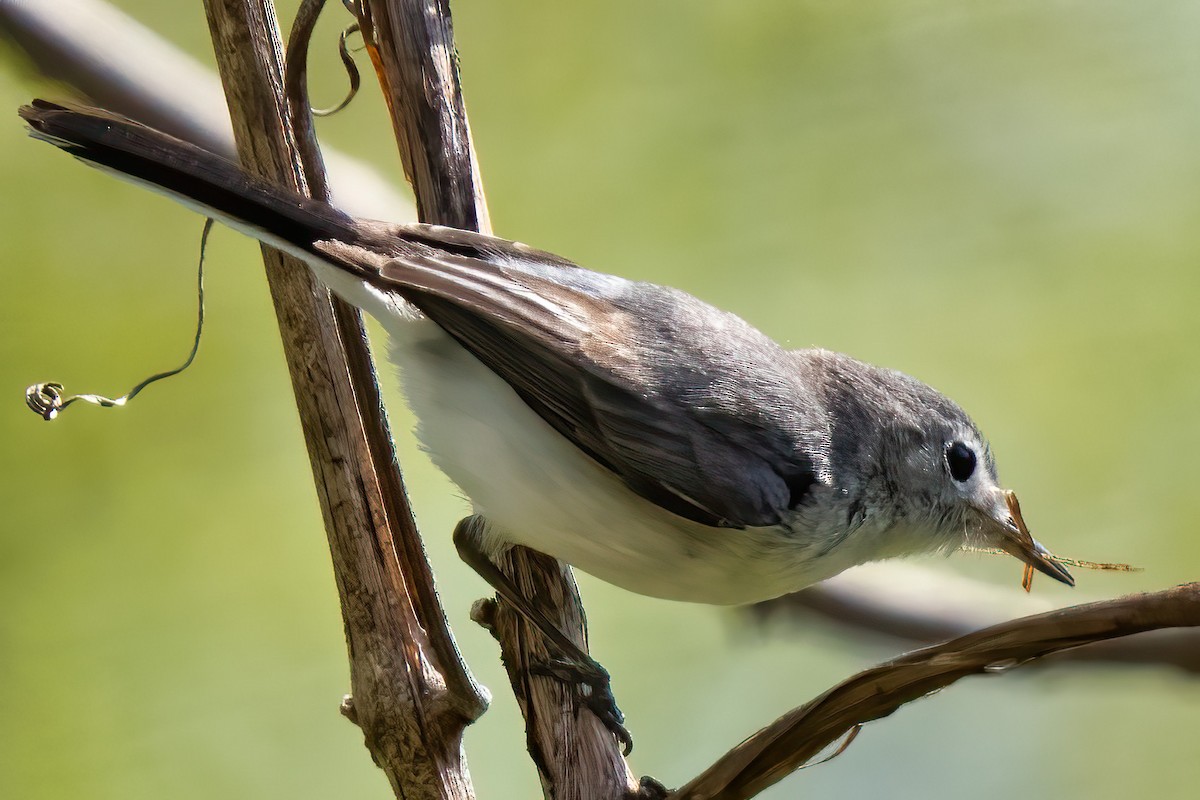 Blue-gray Gnatcatcher - ML330682501