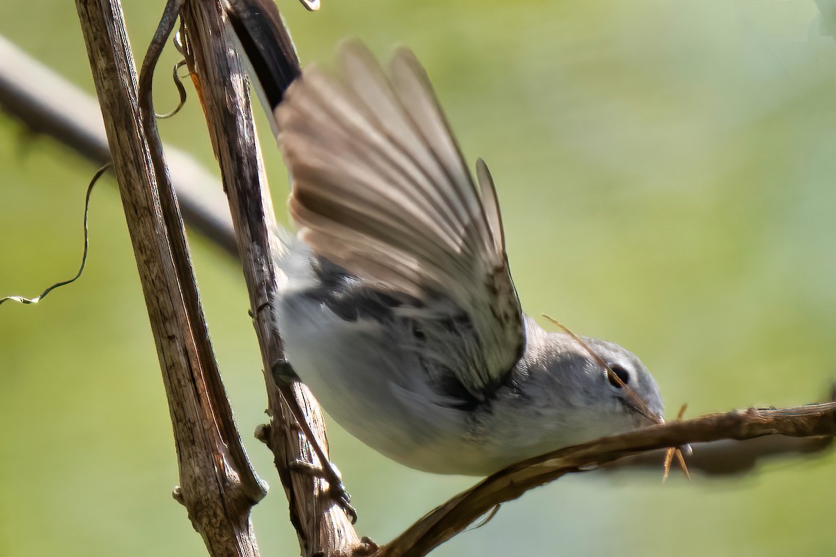 Blue-gray Gnatcatcher - Grant Price