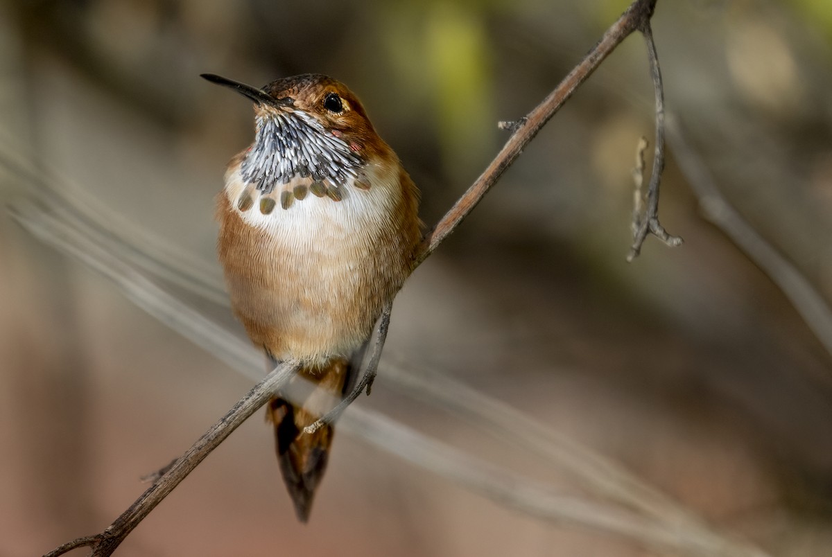 Rufous Hummingbird - Sergio Rivero Beneitez