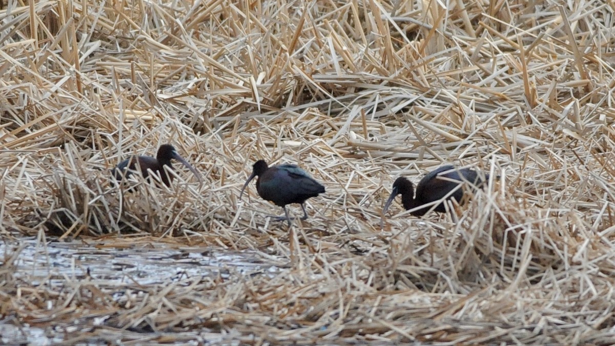 Glossy Ibis - ML330685411