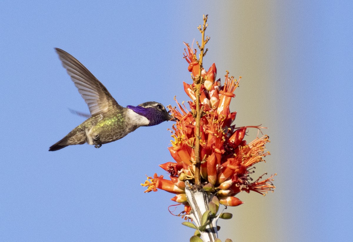 Costa's Hummingbird - ML330686571