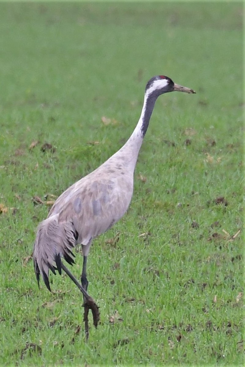 Grulla Común - ML330688511