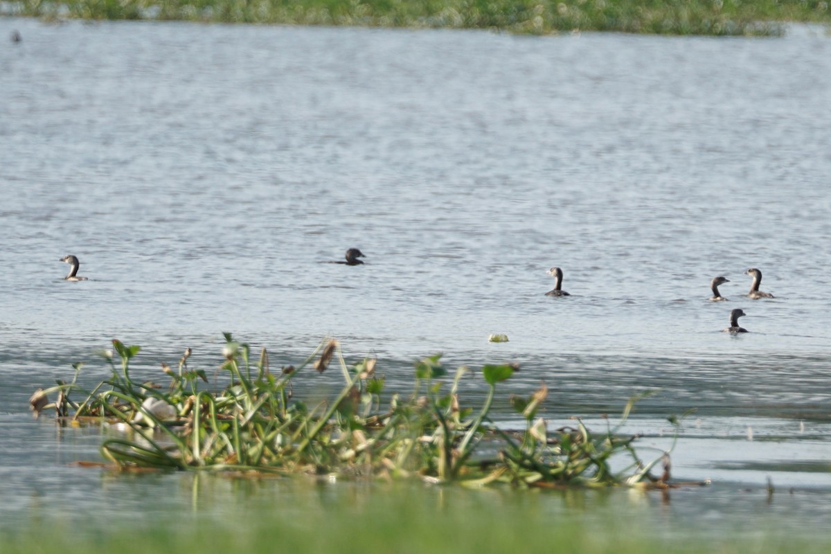 Pied-billed Grebe - ML330688621