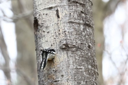 Yellow-bellied Sapsucker - ML330688901