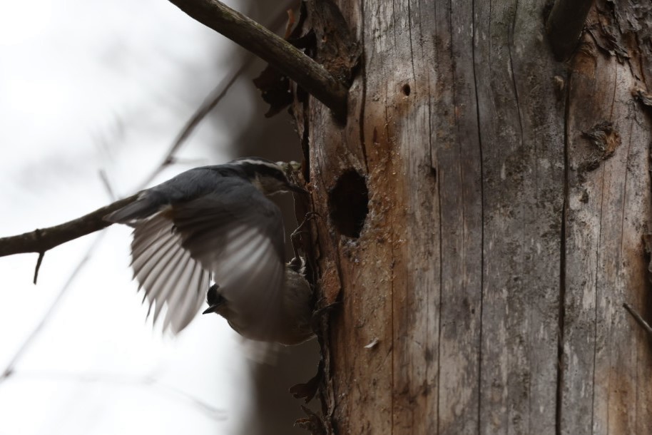 Red-breasted Nuthatch - ML330688971