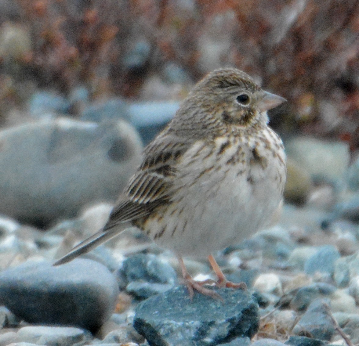 Vesper Sparrow - ML330690331