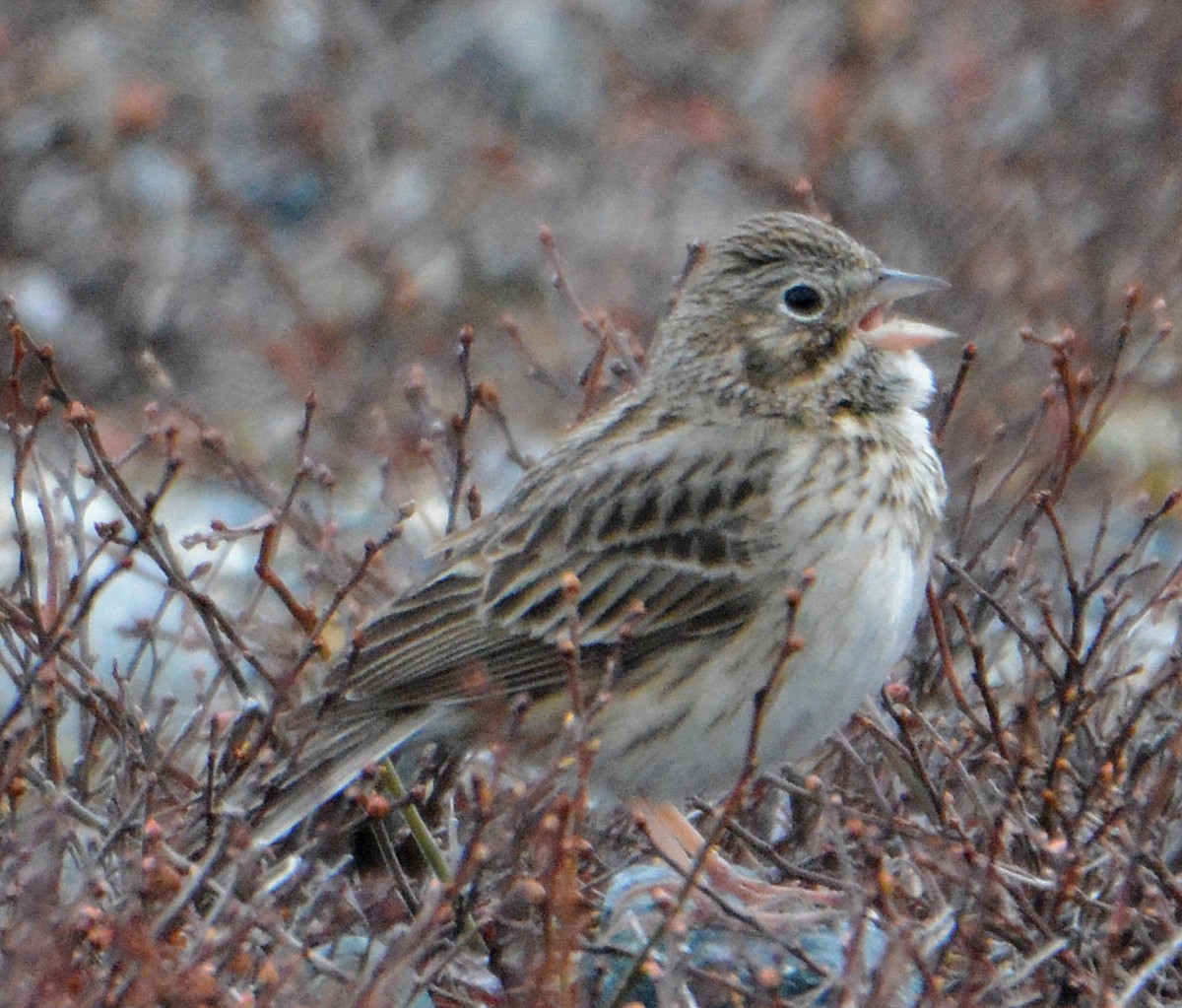 Vesper Sparrow - ML330690341