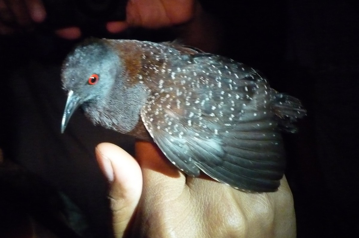 Black Rail - ML330691751