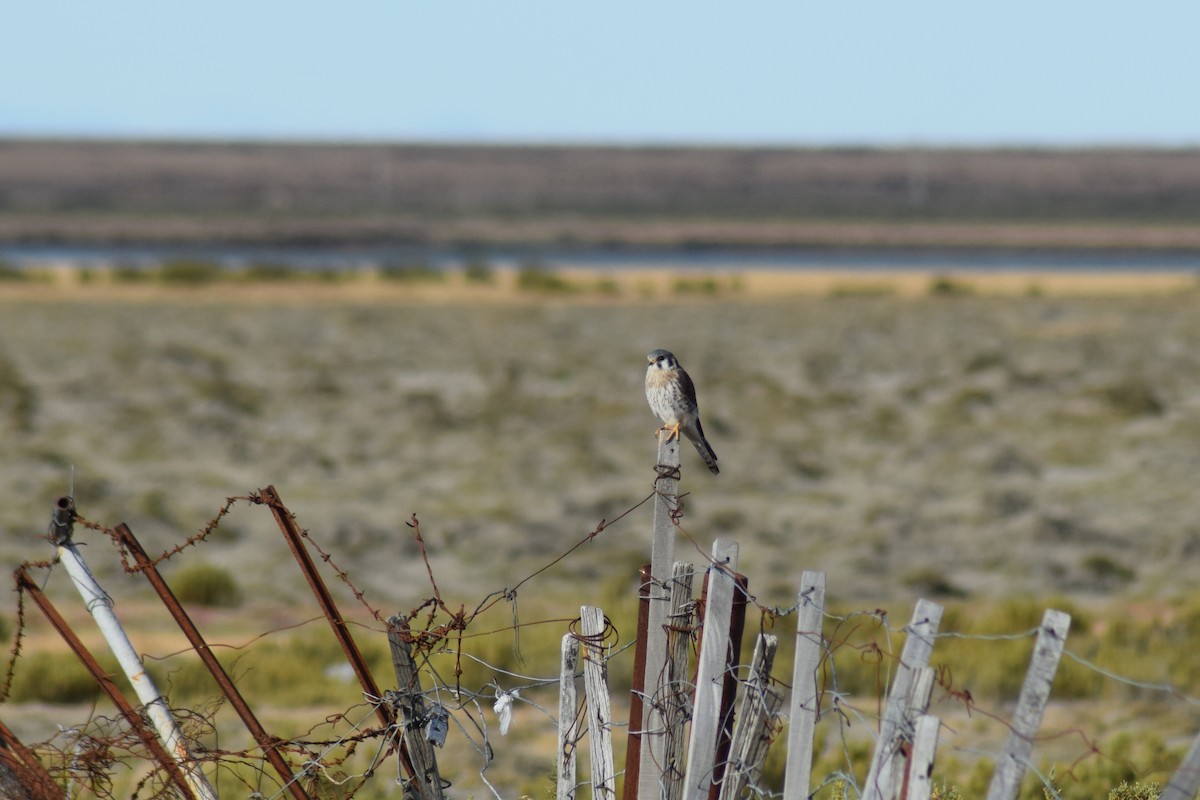 American Kestrel - ML330691821