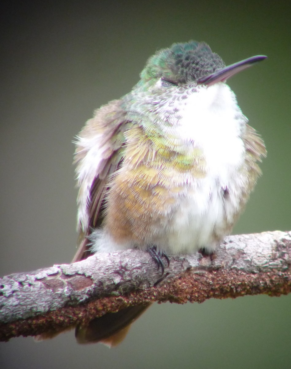 Azure-crowned Hummingbird (Mosquitia) - ML330691891