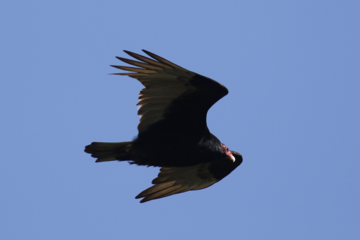 Turkey Vulture - ML330692311