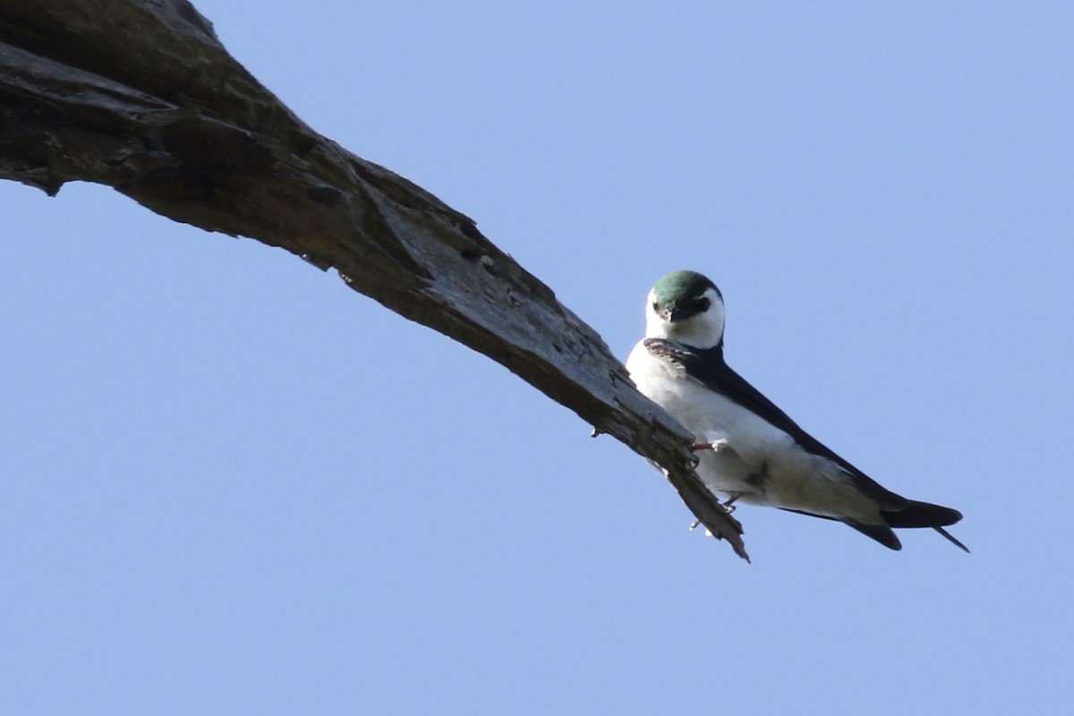 Violet-green Swallow - Glen Chapman