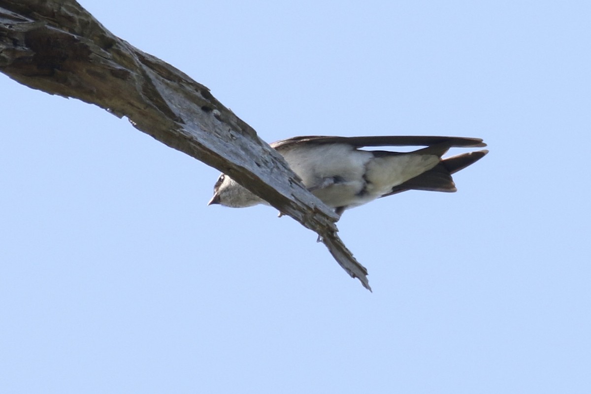 Violet-green Swallow - Glen Chapman