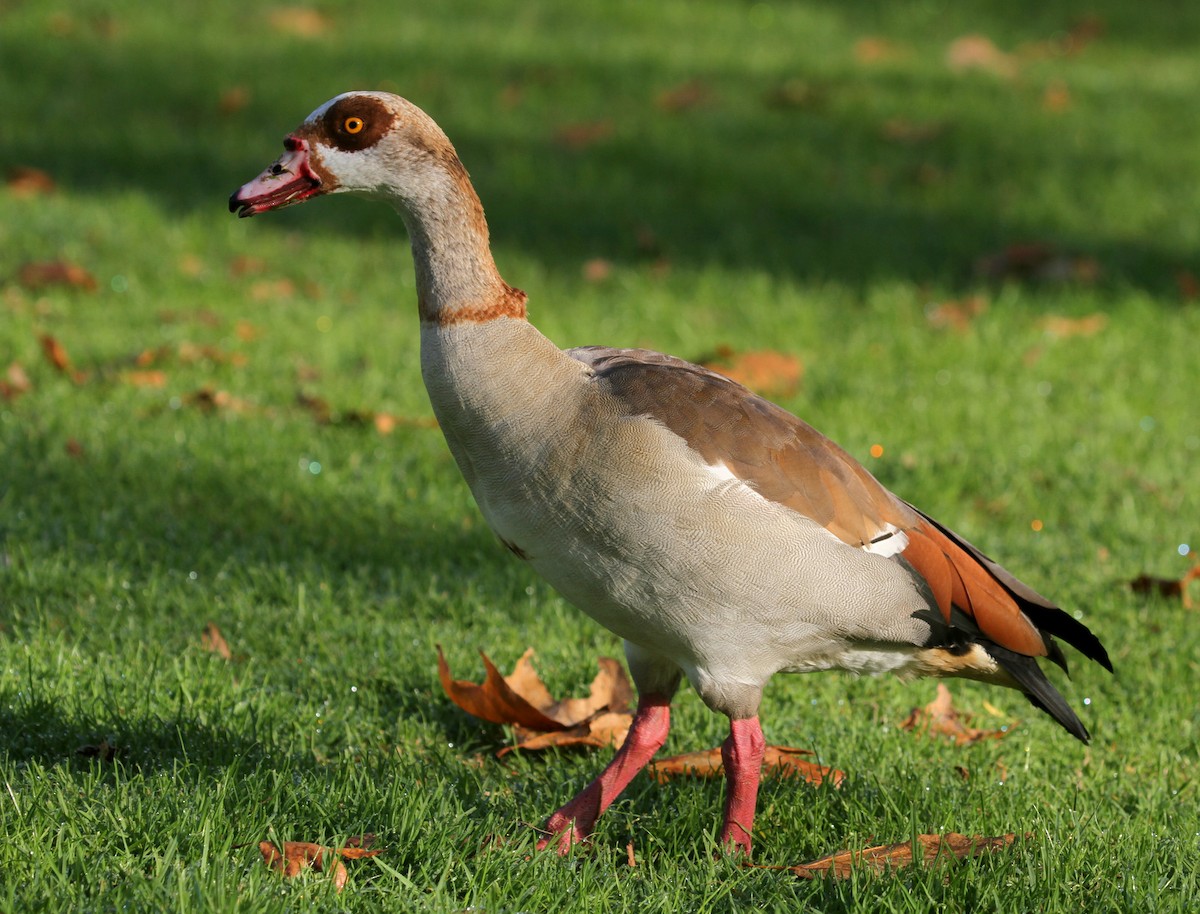 Egyptian Goose - ML33069291