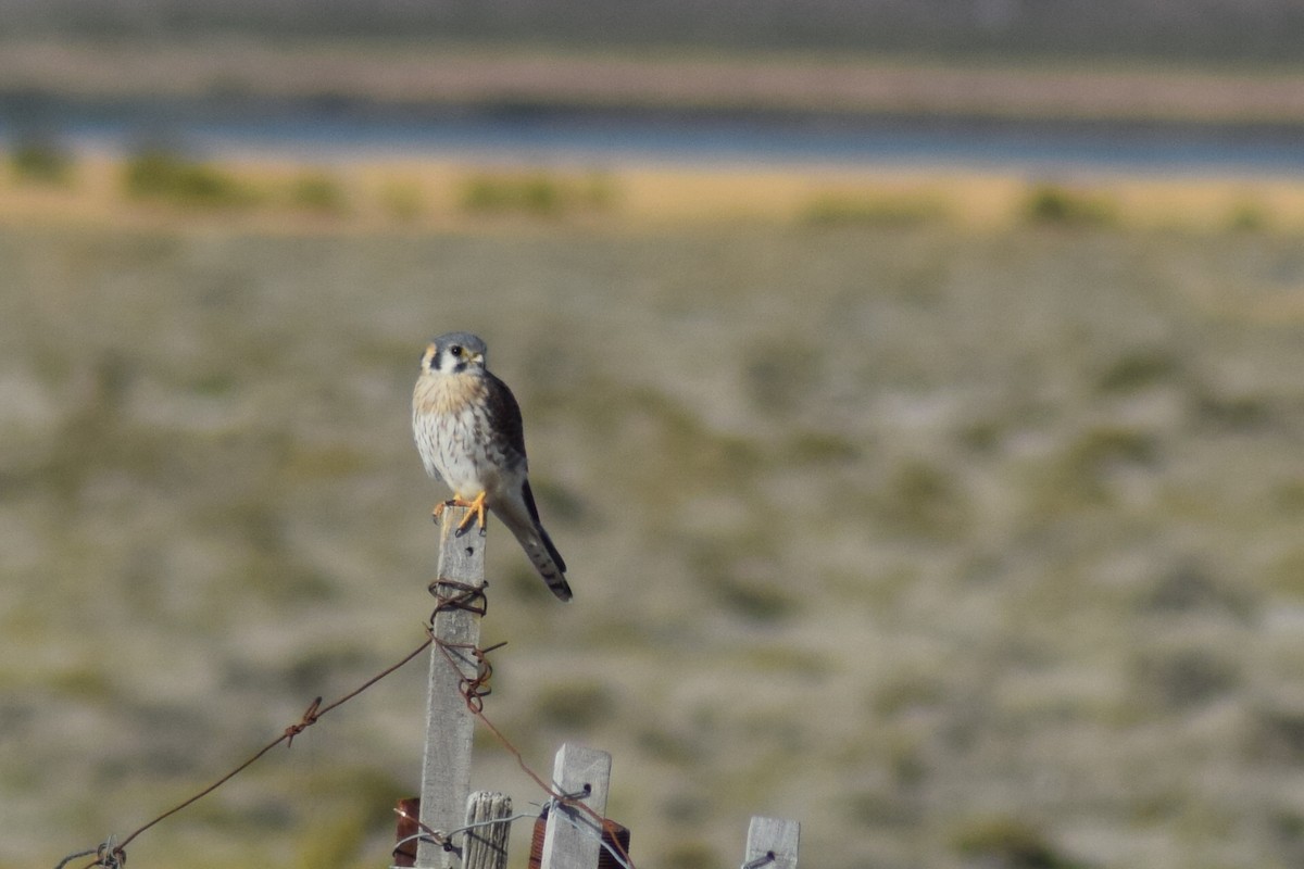 American Kestrel - ML330693151