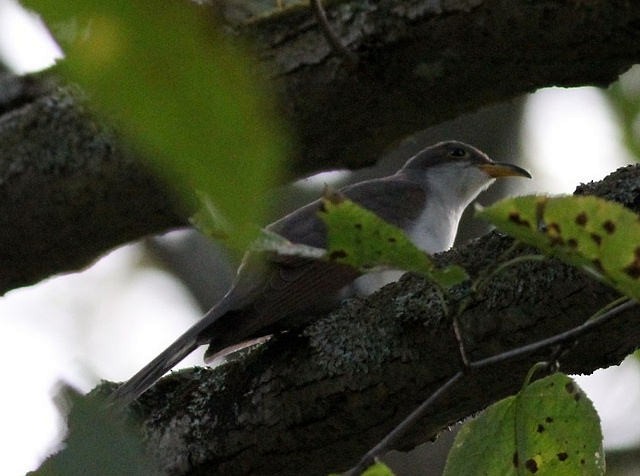 Yellow-billed Cuckoo - ML33069351