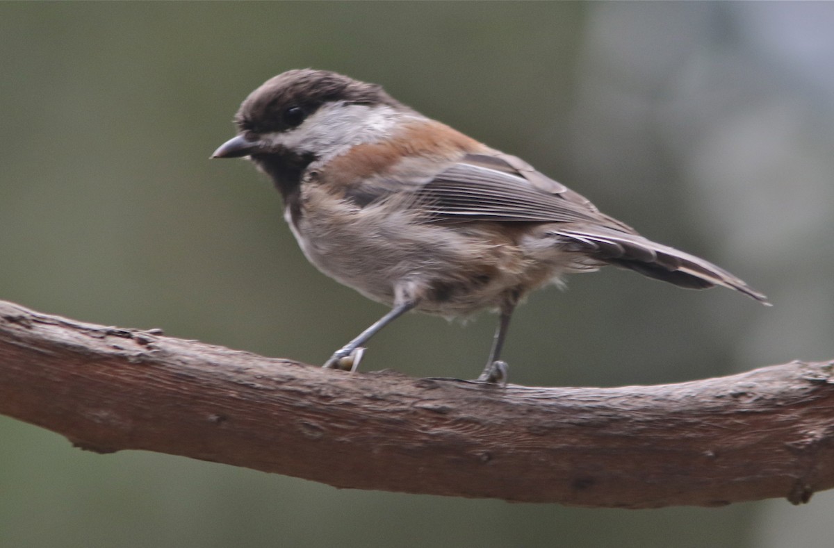 Chestnut-backed Chickadee - Don Roberson