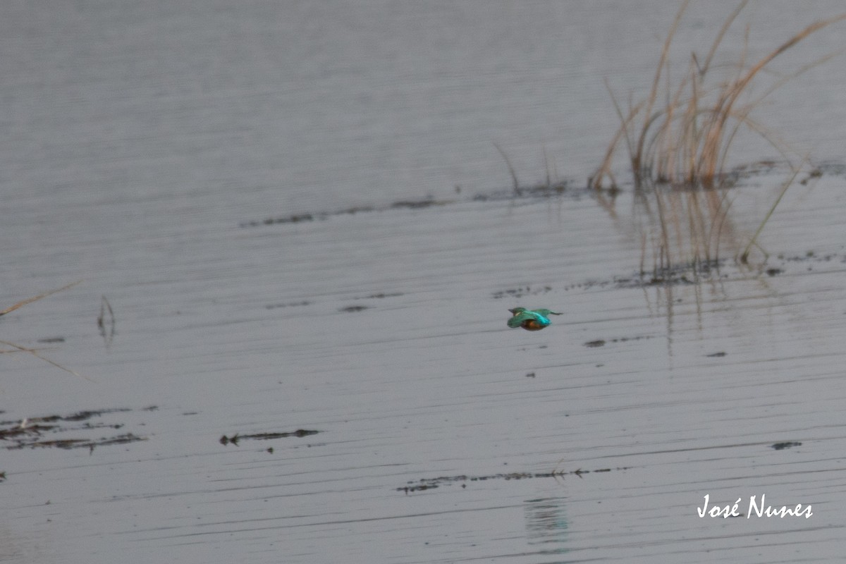 Common Kingfisher - ML330699661