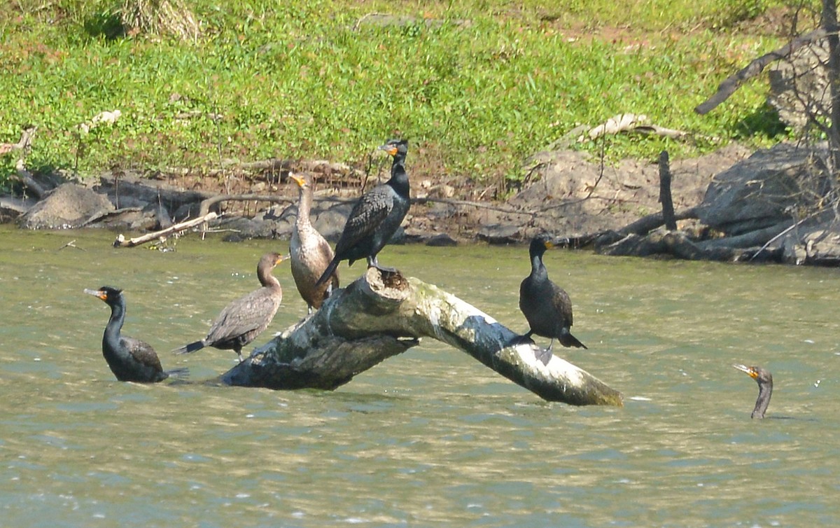 Double-crested Cormorant - ML330700651