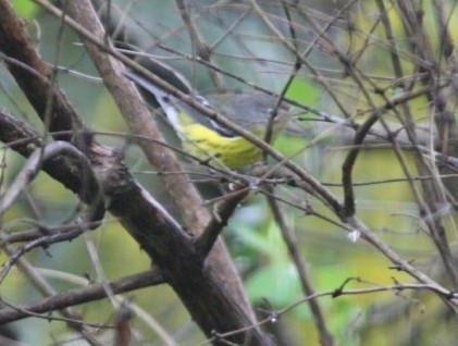 Magnolia Warbler - ML33070341