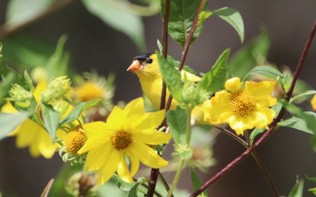 American Goldfinch - ML33070471