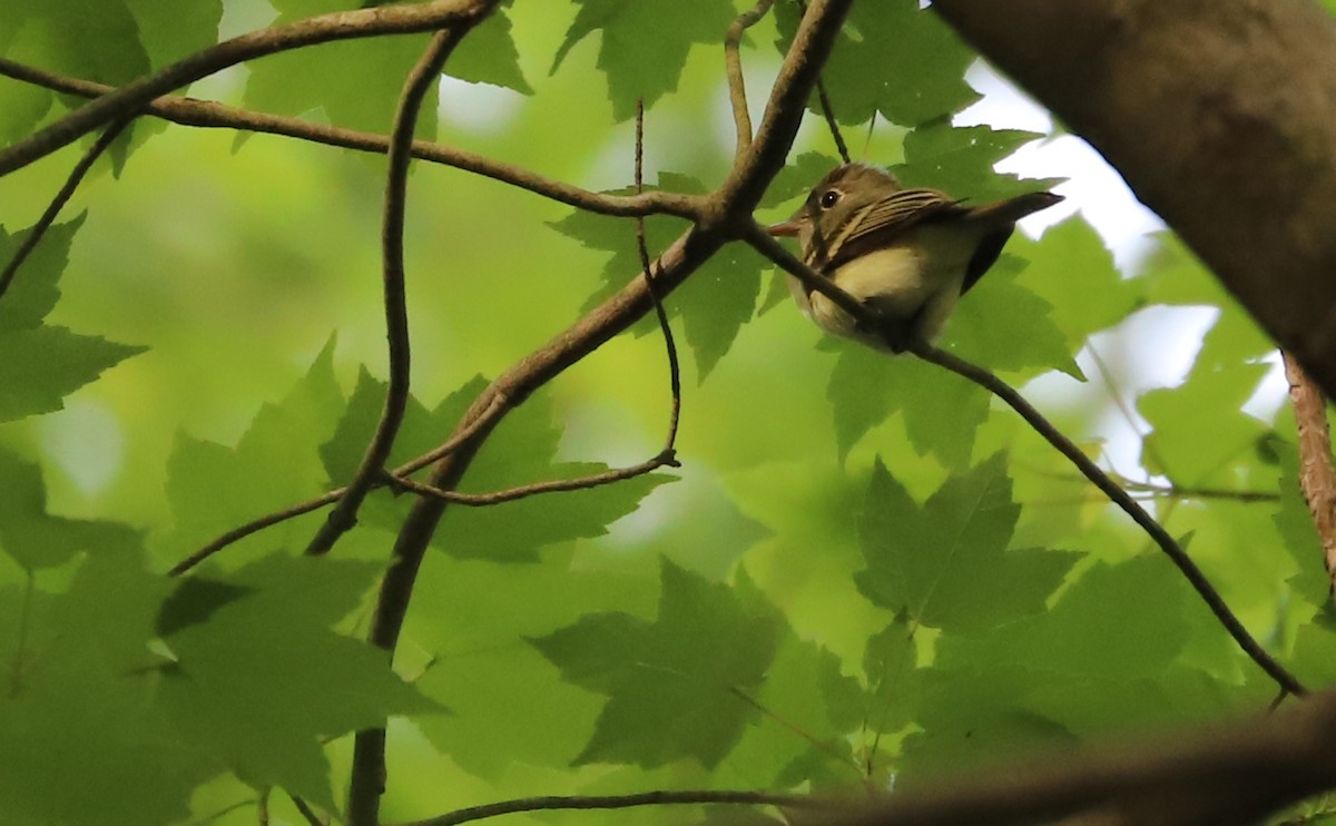 Acadian Flycatcher - ML330704761