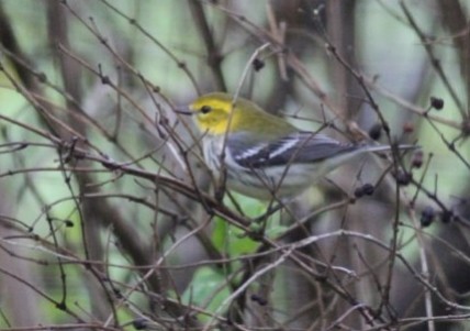 Black-throated Green Warbler - ML33070501