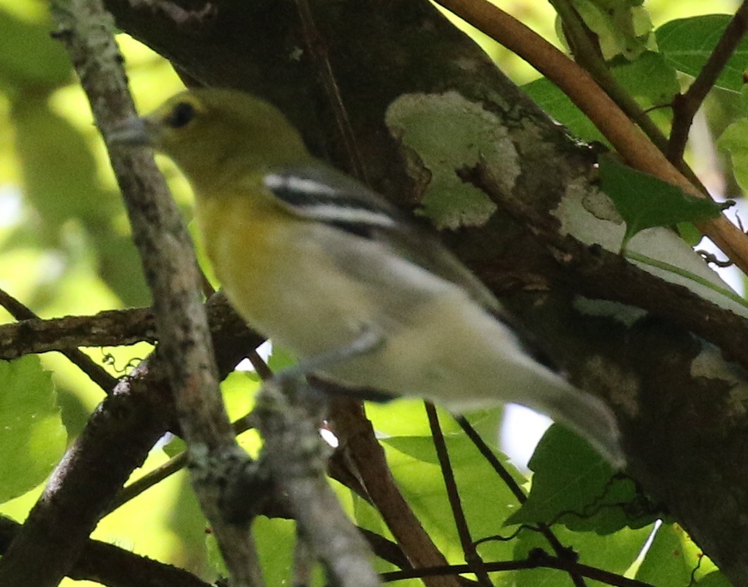 Yellow-throated Vireo - ML33070631