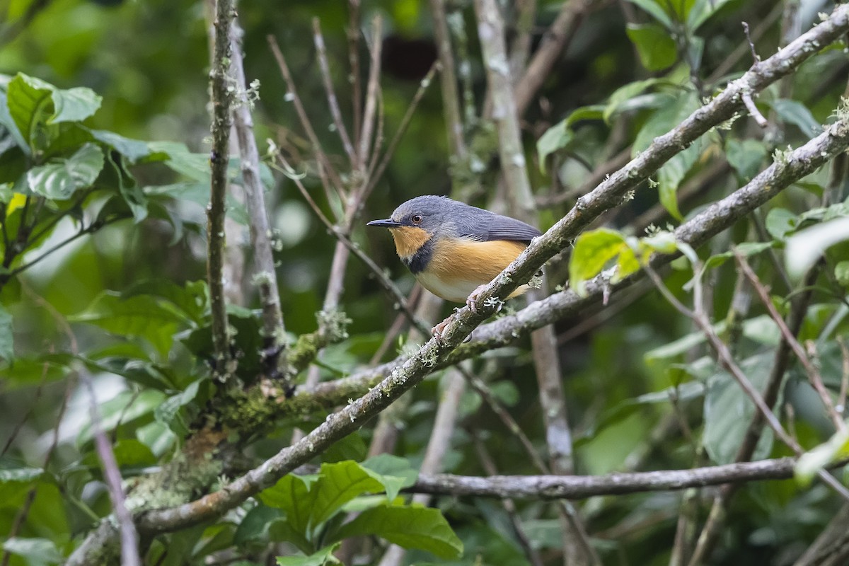rwenzoriapalis - ML330707641