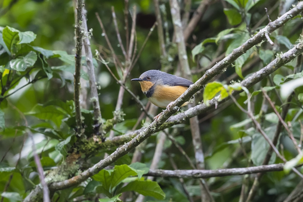 Rwenzori Apalis - ML330707641