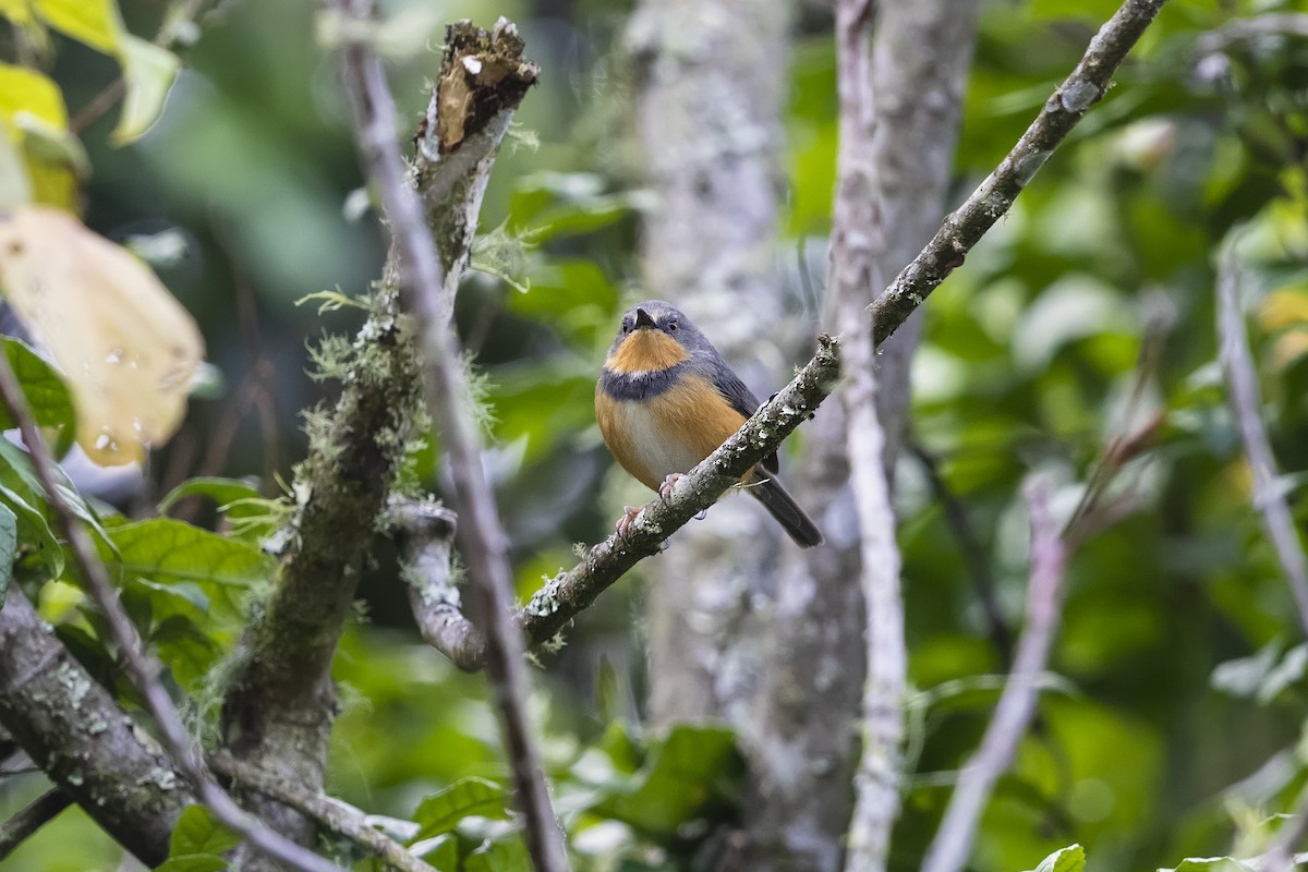 Rwenzori Apalis - ML330707721