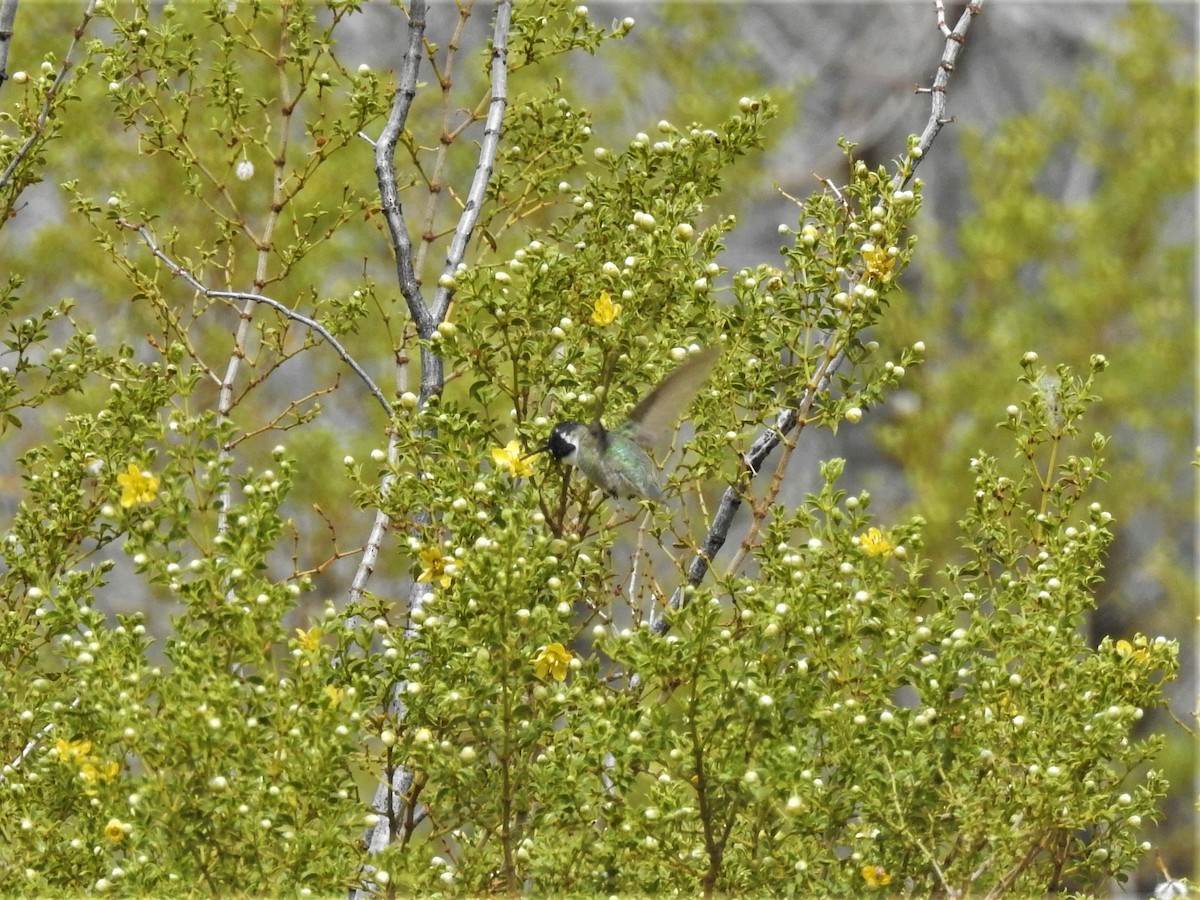 Costa's Hummingbird - ML330708051