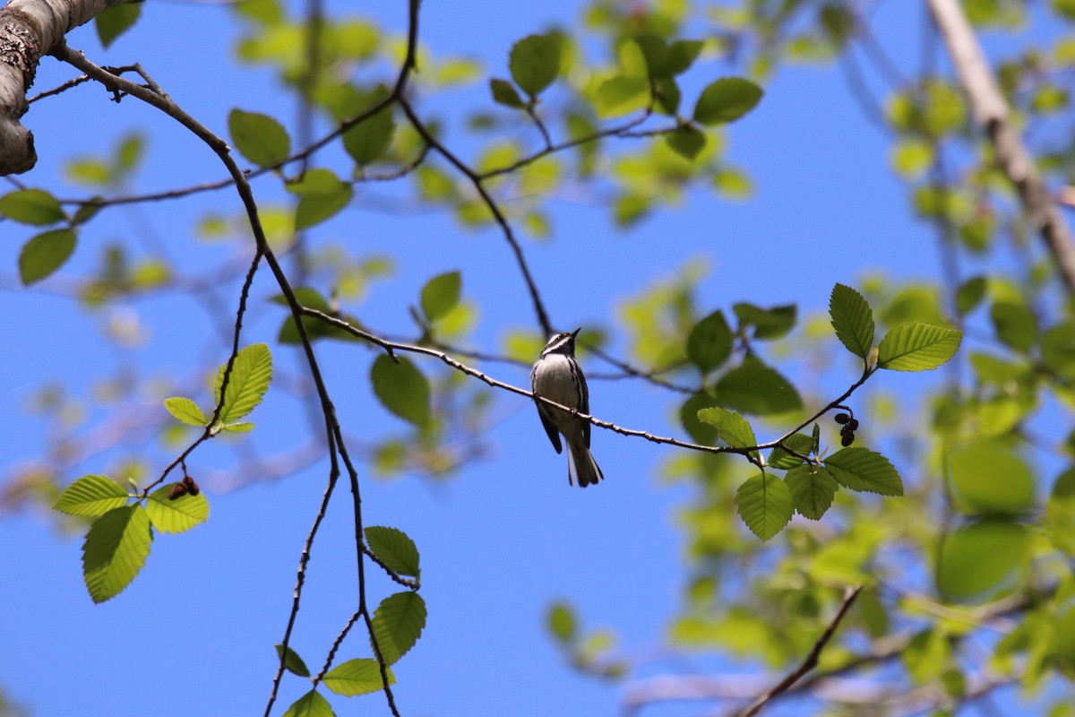 Black-throated Gray Warbler - ML330709121