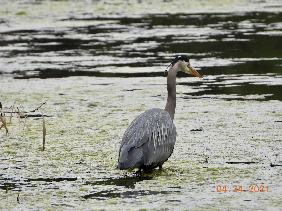 Great Blue Heron - ML330710181