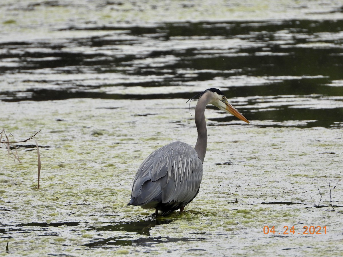 Garza Azulada - ML330710191