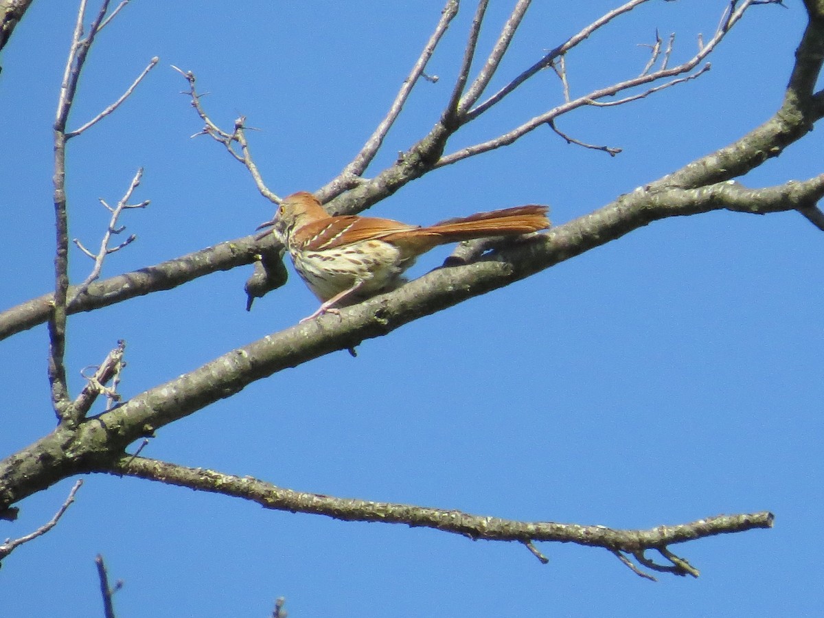 Brown Thrasher - ML330711591