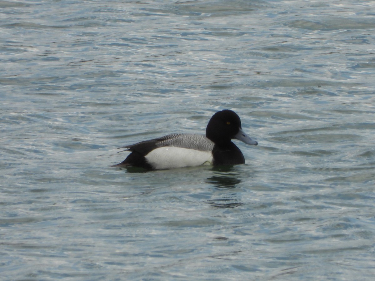 Greater Scaup - ML330712181