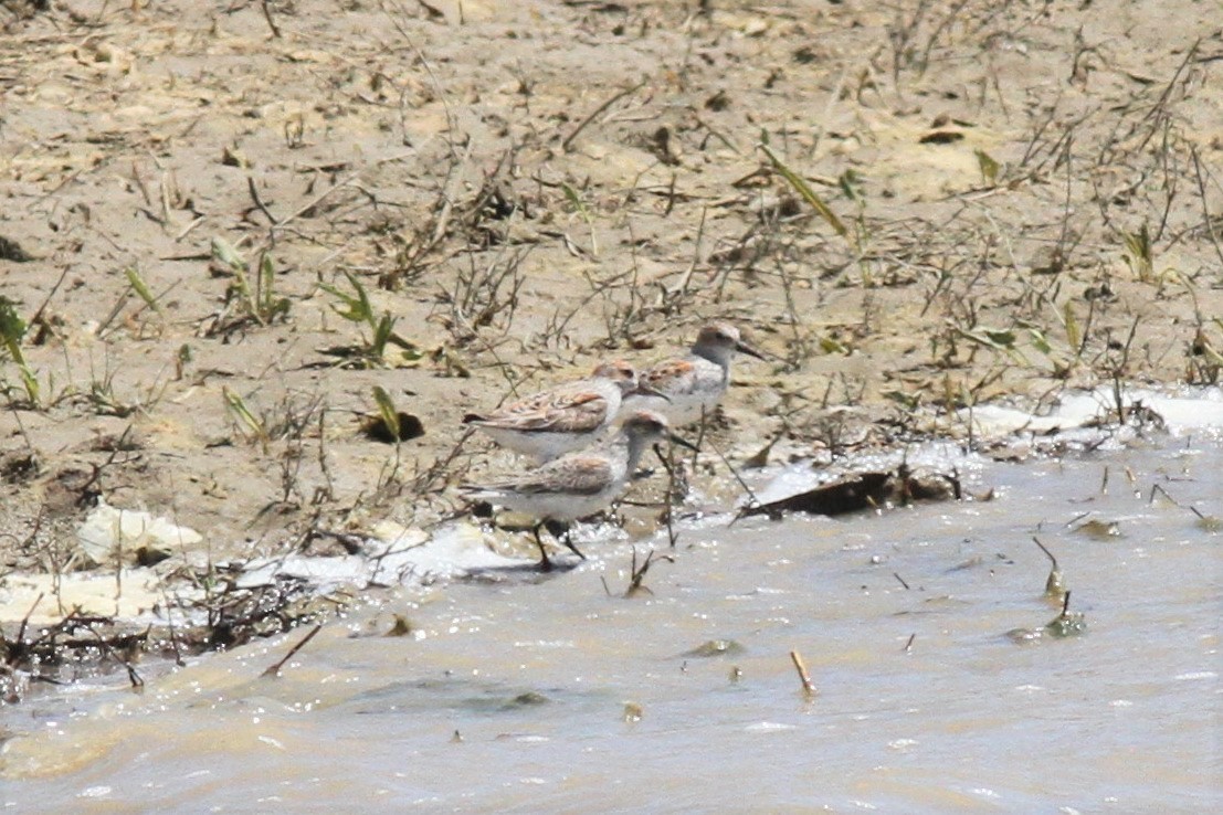 Western Sandpiper - ML330712711
