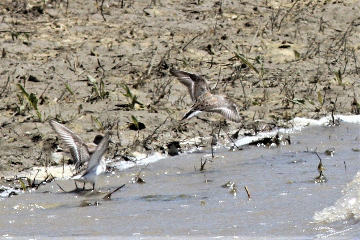Western Sandpiper - ML330712721