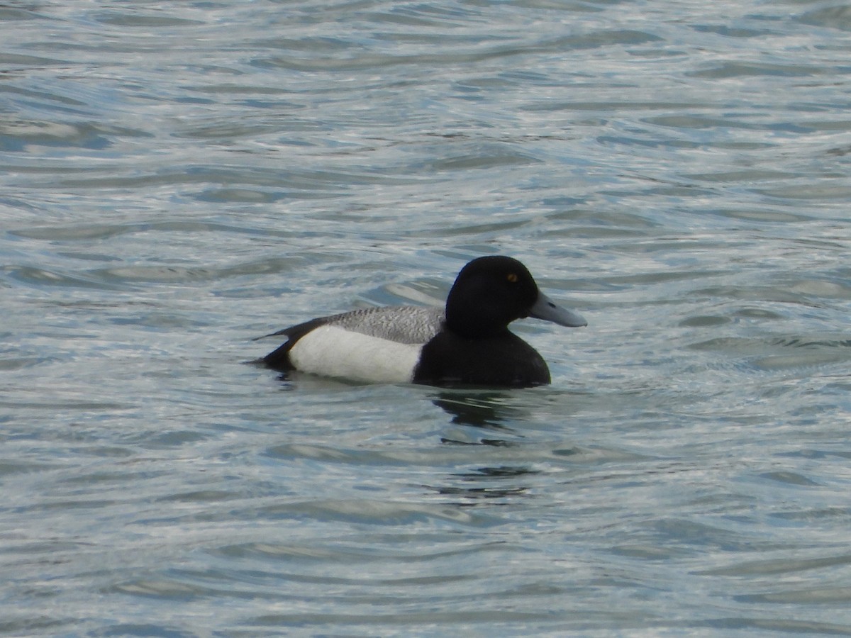 Greater Scaup - ML330712811