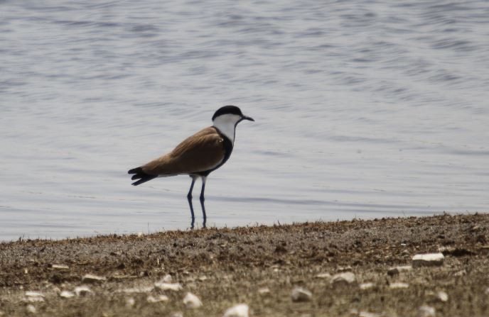 Spur-winged Lapwing - ML330712941