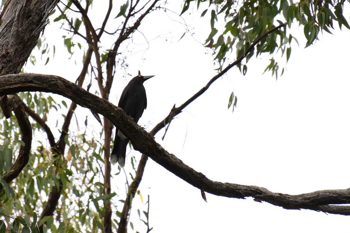 Pied Currawong - ML330713781