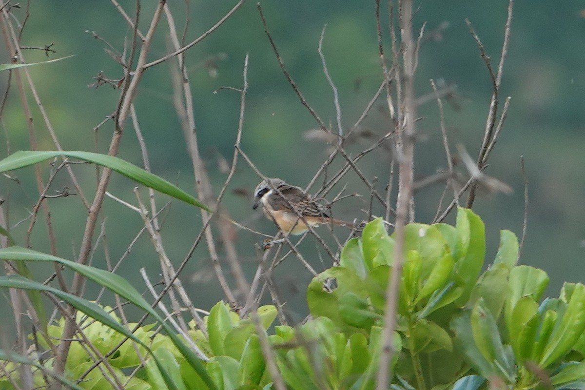 Brown Shrike (Philippine) - Masayuki Shimada (Japan-Birding)
