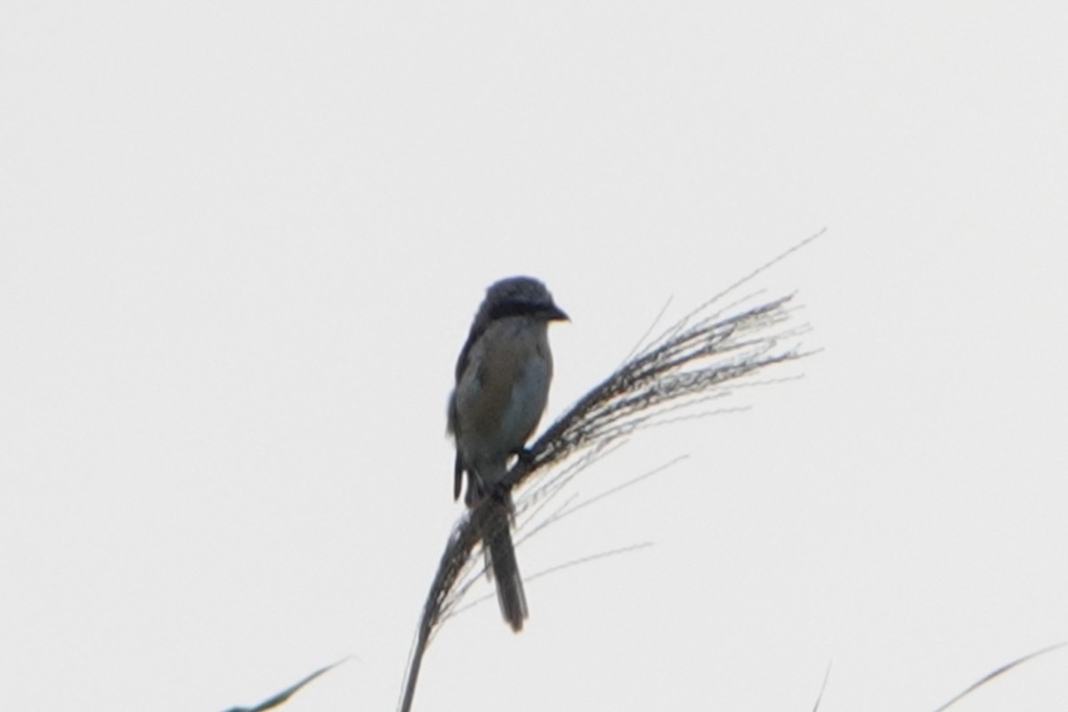 Alcaudón Pardo (lucionensis) - ML330714201