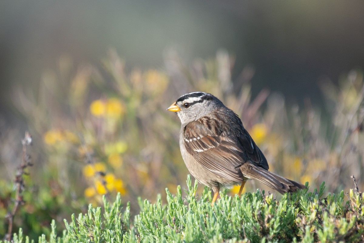 White-crowned Sparrow (nuttalli) - ML330715741