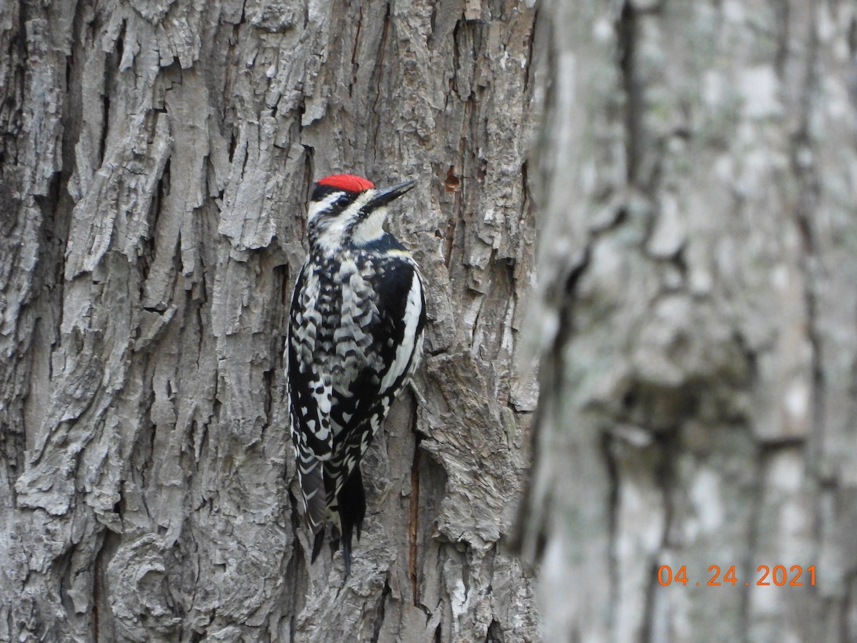 Yellow-bellied Sapsucker - ML330715851