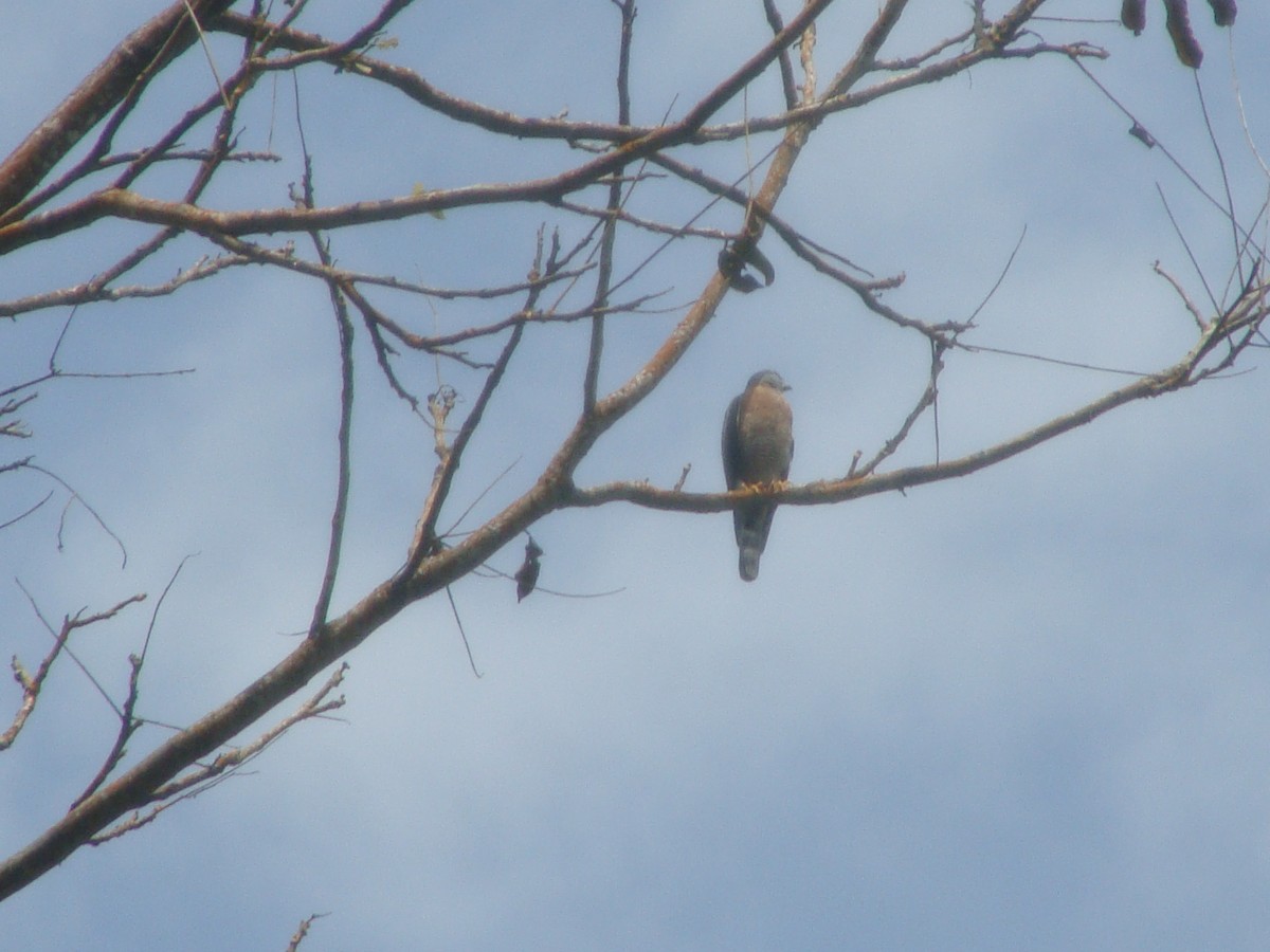 Double-toothed Kite - ML330715881