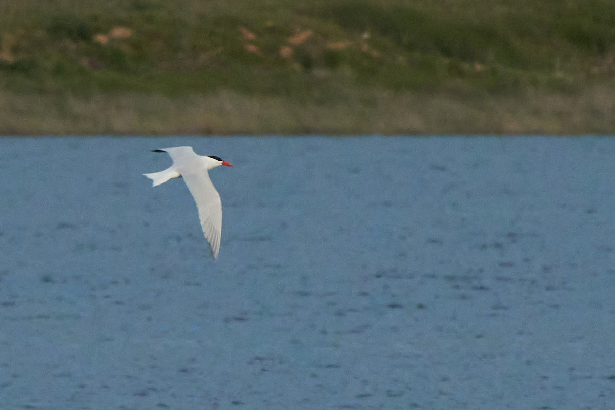 Caspian Tern - Miguel Rouco