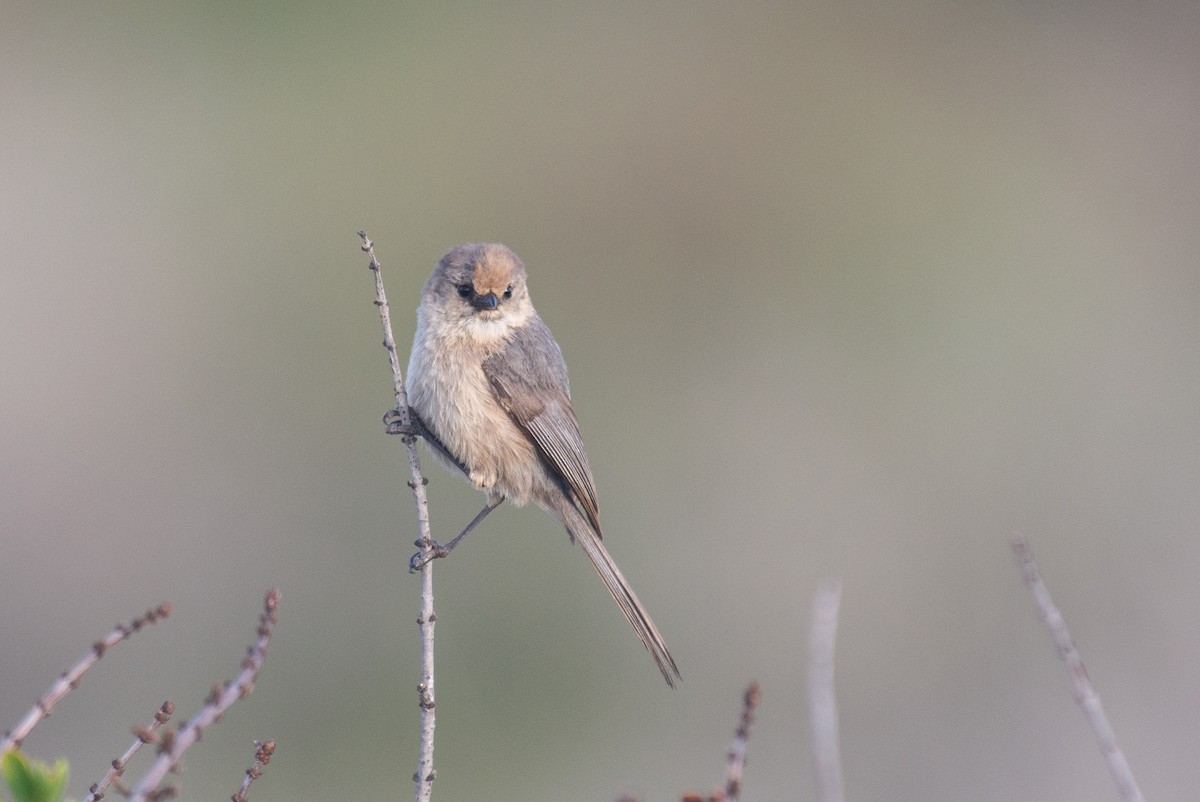 Bushtit (Pacific) - ML330716041