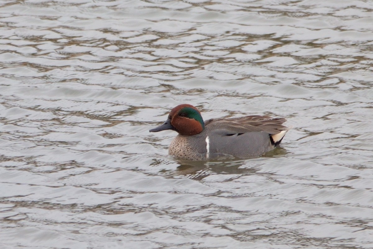 Green-winged Teal - ML330716411